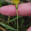 Leontodon saxatilis Lam.Leontodon saxatilis Lam.