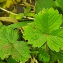 Potentilla sterilis (L.) GarckePotentilla sterilis (L.) Garcke