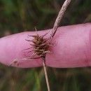 Carex durieui Steud. ex KunzeCarex durieui Steud. ex Kunze