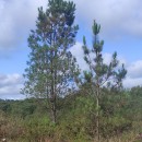 Pinus pinaster AitonPinus pinaster Aiton