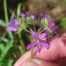 Erodium moschatum (L.) L’Her.Erodium moschatum (L.) L’Her.