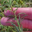 Euphorbia terracina L.Euphorbia terracina L.