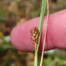 Carex binervis Sm.Carex binervis Sm.