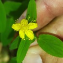 Hypericum undulatum Schousb. ex Willd.Hypericum undulatum Schousb. ex Willd.