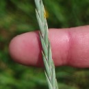 Elymus repens  (L.) GouldElymus repens  (L.) Gould