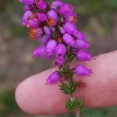 Erica cinerea L.Erica cinerea L.