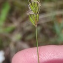 Anthoxanthum aristatum Boiss.Anthoxanthum aristatum Boiss.