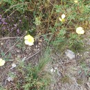 Ranunculus bupleuroides Brot.Ranunculus bupleuroides Brot.