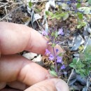 Acinos alpinus  (L.) MoenchAcinos alpinus  (L.) Moench