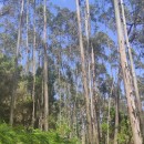 Eucalyptus globulus Labill.Eucalyptus globulus Labill.