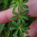 Galium mollugo L.Galium mollugo L.