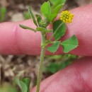 Medicago lupulina L.Medicago lupulina L.