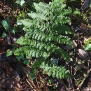 Dryopteris dilatata (Hoffm.) A. GrayDryopteris dilatata (Hoffm.) A. Gray