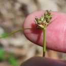 Carex pilulifera L.Carex pilulifera L.