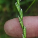 Lolium rigidum  GaudinLolium rigidum  Gaudin