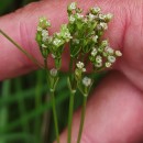 Valeriana dioica L.Valeriana dioica L.