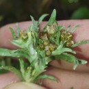 Gnaphalium uliginosum L.Gnaphalium uliginosum L.