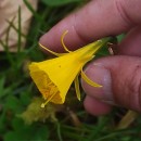 Narcissus bulbocodium L.Narcissus bulbocodium L.