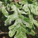 Quercus pyrenaica Willd.Quercus pyrenaica Willd.