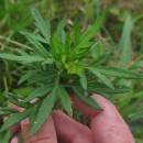 Artemisia verlotiorum Lam.Artemisia verlotiorum Lam.