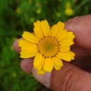 Coleostephus myconis (L.) Reichenb. fil.Coleostephus myconis (L.) Reichenb. fil.