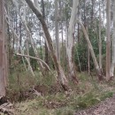 Eucalyptus pauciflora Sieber ex Spreng.Eucalyptus pauciflora Sieber ex Spreng.