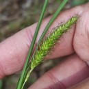 Carex laevigata Sm.Carex laevigata Sm.