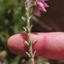 Erica tetralix L.Erica tetralix L.