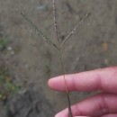 Digitaria violascens LinkDigitaria violascens Link