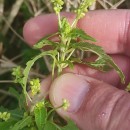 Mercurialis annua L.Mercurialis annua L.