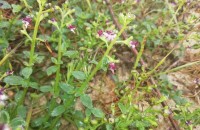 Scrophularia frutescens L.Scrophularia frutescens L.