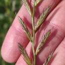 Lolium multiflorum Lam.Lolium multiflorum Lam.