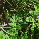 Erodium moschatum (L.) L’Her.Erodium moschatum (L.) L’Her.