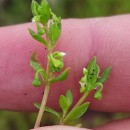 Montia fontana  L.Montia fontana  L.