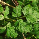 Chaerophyllum temulum L.Chaerophyllum temulum L.