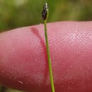 Eleocharis acicularis (L.) Roem. & Schult.Eleocharis acicularis (L.) Roem. & Schult.