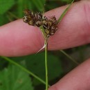 Luzula campestris (L.) DC.Luzula campestris (L.) DC.