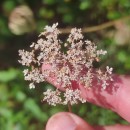 Daucus carota  L.Daucus carota  L.