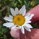 Leucanthemum pluriflorum PauLeucanthemum pluriflorum Pau