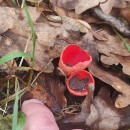 Sarcoscypha coccinea (Gray) Boud. 1907Sarcoscypha coccinea (Gray) Boud. 1907