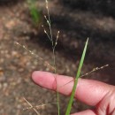 Panicum repens L.Panicum repens L.