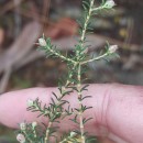 Erica australis L.Erica australis L.
