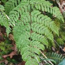 Dryopteris aemula (Aiton) KuntzeDryopteris aemula (Aiton) Kuntze