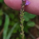 Verbena officinalis L.Verbena officinalis L.