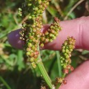 Rumex acetosa L. subsp. biformis (Lange) Castrov.& Valdés Berm.Rumex acetosa L. subsp. biformis (Lange) Castrov.& Valdés Berm.