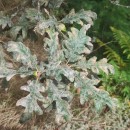 Quercus pyrenaica Willd.Quercus pyrenaica Willd.