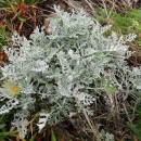 Jacobaea maritima (L.) Pelser & MeijdenJacobaea maritima (L.) Pelser & Meijden