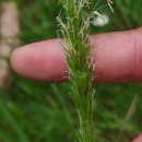 Anthoxanthum amarum Brot.Anthoxanthum amarum Brot.