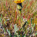 Reichardia gaditana (Willk.) Cout.Reichardia gaditana (Willk.) Cout.