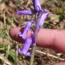 Hyacinthoides non-scripta (L.) Chouard ex Rothm.Hyacinthoides non-scripta (L.) Chouard ex Rothm.
